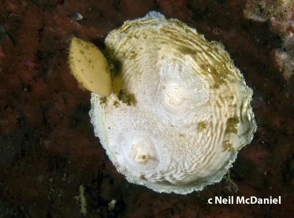 Photo of Bathypera feminalba by <a href="http://www.seastarsofthepacificnorthwest.info/">Neil McDaniel</a>